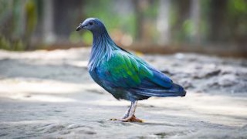 Stella - 13 Grün-blaue, irisierende Taube im Licht – farbige Vielfalt und Mut zum Eigenen (Stella)