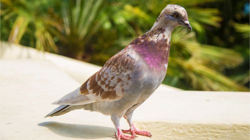 stella-buchtipp-bunte-taube-rosa-federkleid (1) Pastell-lila Taube vor Palmen im Sonnenlicht – zarte Präsenz und Selbstakzeptanz (Stella)