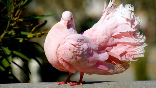 stella-buchtipp-bunte-taube-rosa-federkleid Rosa Taube mit üppigem Federkleid im Sonnenlicht – verspielt, ungewöhnlich und sichtbar sein (Stella)