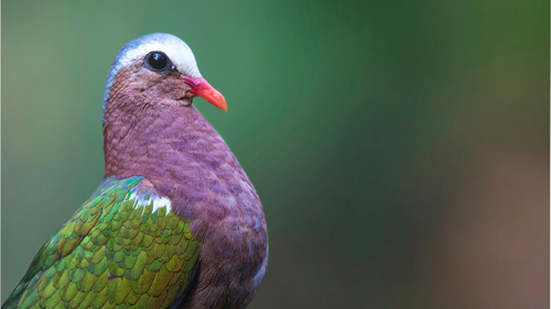 tella-buchtipp-bunte-taube-gruen-violett-portraet Taube mit grünem Rücken und violetter Brust im weichen Bokeh – innere Klarheit und Farbe (Stella).