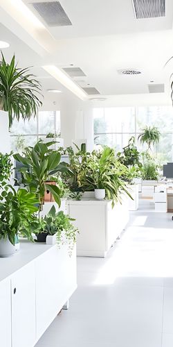 Resilienz – kleines Gänseblümchen wächst in trockenem, sandigem Boden.