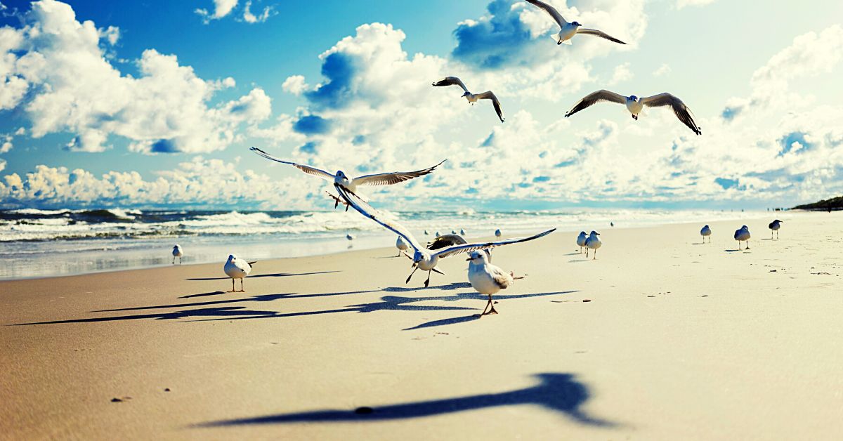 Buchtipp: Die Möwe Jonathan – Richard Bach